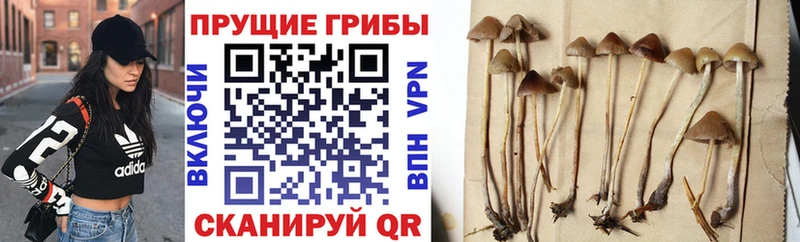 Псилоцибиновые грибы GOLDEN TEACHER  Асино 